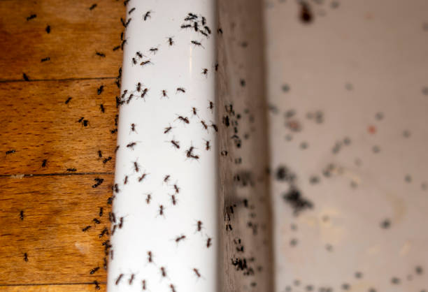 Best Pest Removal Services  in Wellington, OH